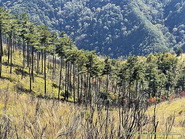 20211202馬武佐野郡山、羅馬神木_022.jpg