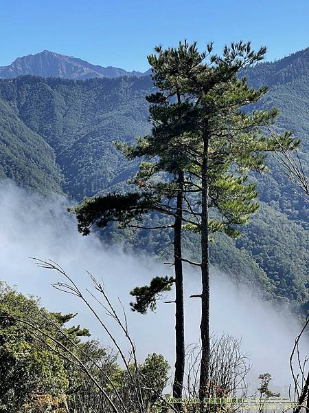 20211202馬武佐野郡山、羅馬神木_031.jpg