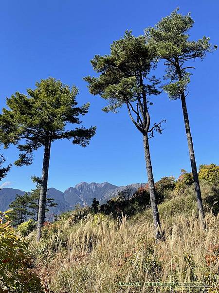 20211202馬武佐野郡山、羅馬神木_045.jpg