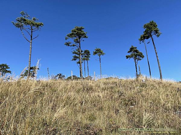 20211202馬武佐野郡山、羅馬神木_044.jpg