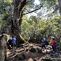 20211202馬武佐野郡山、羅馬神木_061.jpg