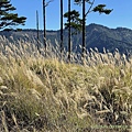 20211202馬武佐野郡山、羅馬神木_074.jpg