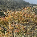 20211202馬武佐野郡山、羅馬神木_101.jpg