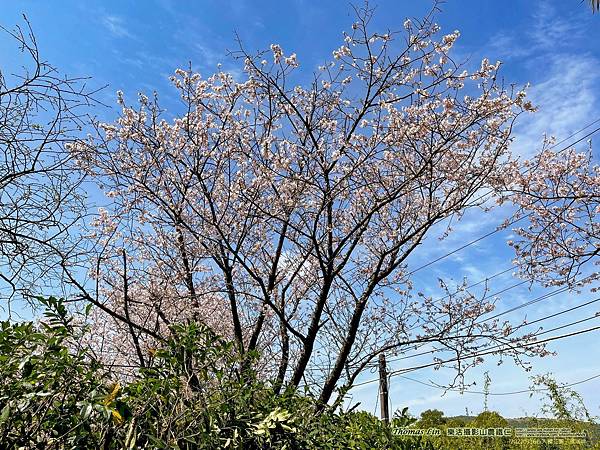 20220316私人櫻花園、橘咖啡_02.jpg