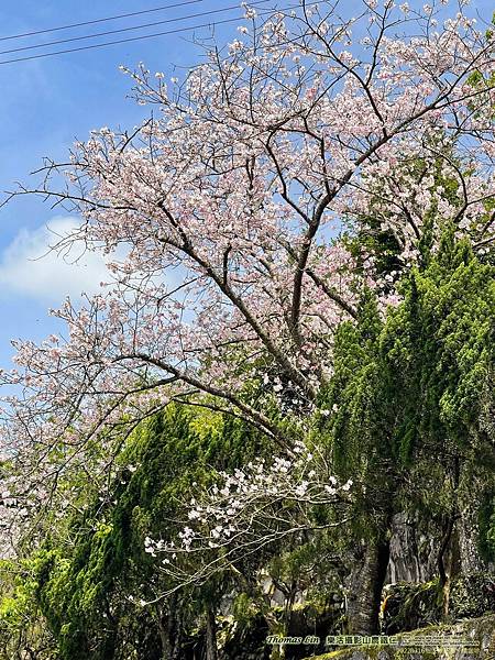 20220316私人櫻花園、橘咖啡_06.jpg