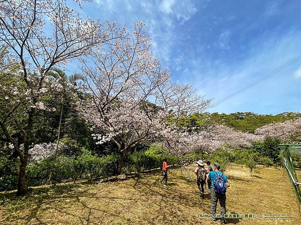 20220316私人櫻花園、橘咖啡_05.jpg