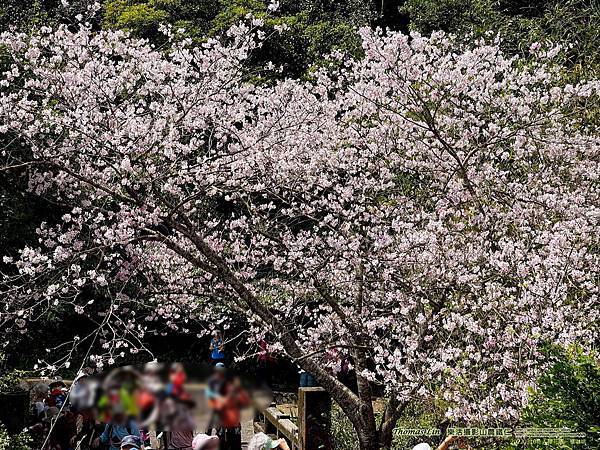 20220316私人櫻花園、橘咖啡_04.jpg