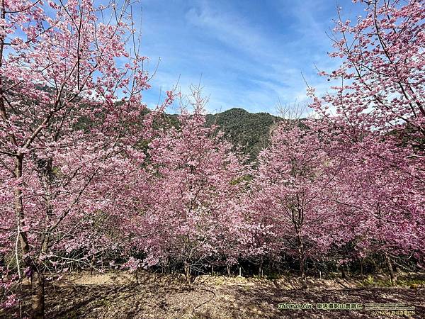 20230221霞喀羅櫻花谷19.jpg