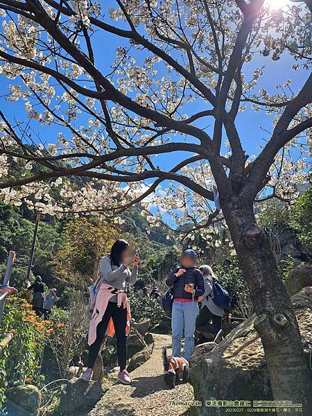 20230227、0228楓樹湖木蓮花櫻花茶花23.jpg