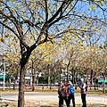 20230309台中廍子公園_03.jpg