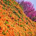 20240217苗栗銅鑼炮仗花公園05.jpg