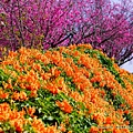 20240217苗栗銅鑼炮仗花公園10.jpg