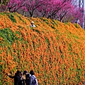 20240217苗栗銅鑼炮仗花公園13.jpg