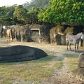 小貓闖進了園區