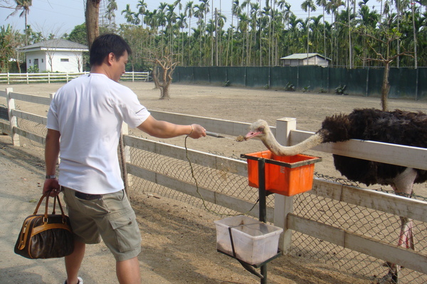 餵食