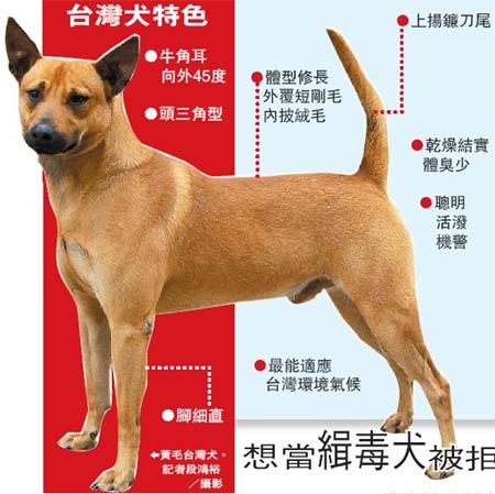 080303新聞：台灣犬　將名列國際新犬種