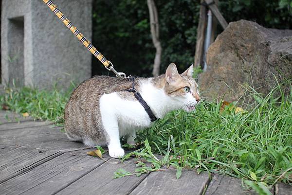 蹓貓日記之五 蹓貓日記之五