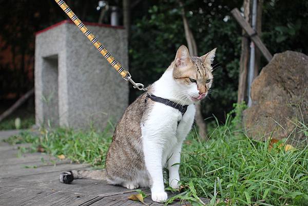 蹓貓日記之六 蹓貓日記之六