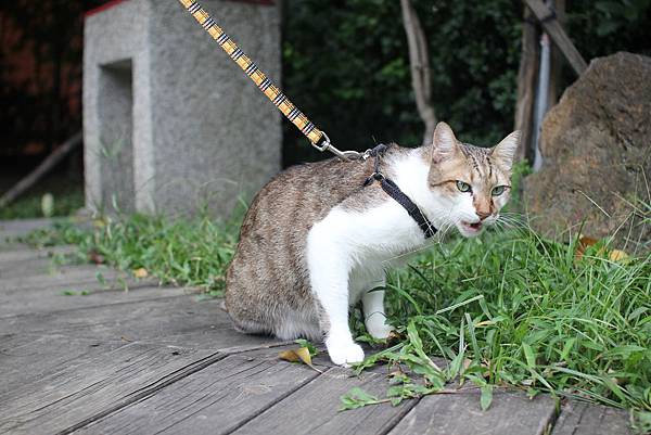 蹓貓日記之七 蹓貓日記之七