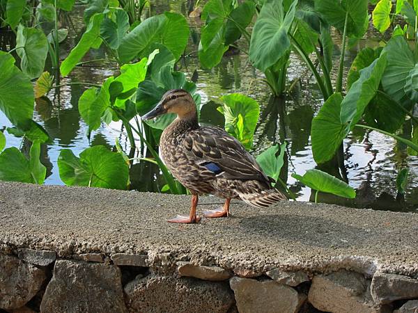 120613 Moanalua Gardens (5)