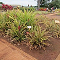 120617 Dole Plantation (9)