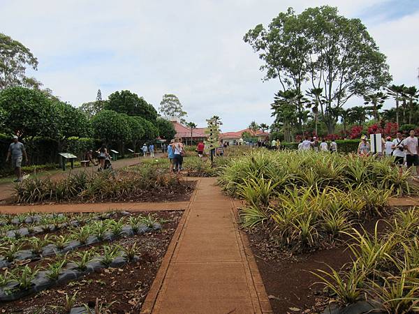 120617 Dole Plantation (10)