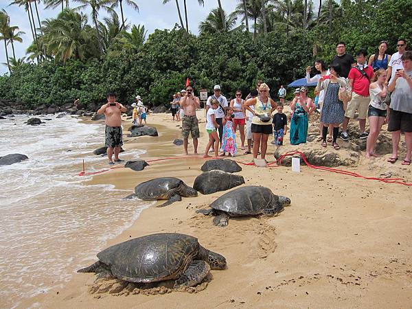 120617 Malama Na Honu (7)