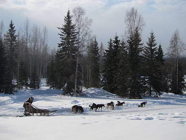 130311 Dog Sledding @ Paws For Adventure (11)