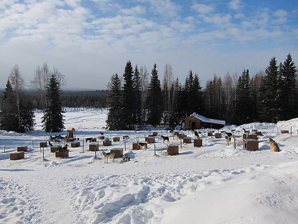 130311 Dog Sledding @ Paws For Adventure (13)