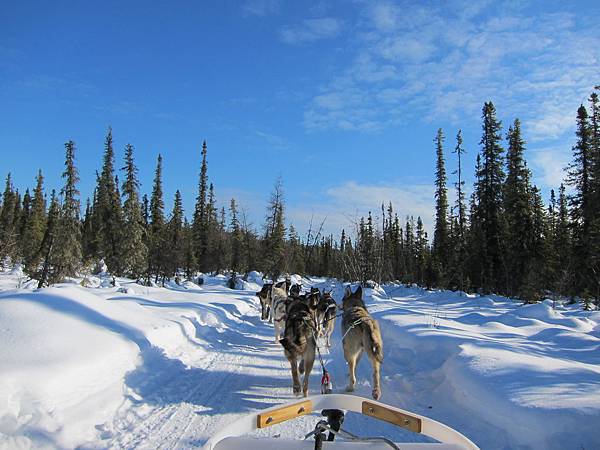 130311 Dog Sledding @ Paws For Adventure (16)