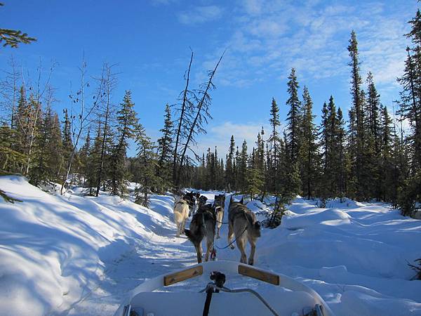 130311 Dog Sledding @ Paws For Adventure (17)