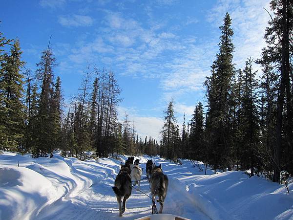 130311 Dog Sledding @ Paws For Adventure (18)