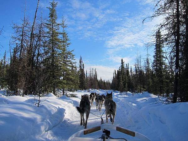 130311 Dog Sledding @ Paws For Adventure (19)