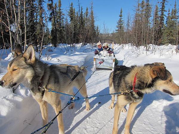 130311 Dog Sledding @ Paws For Adventure (23)