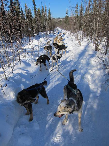 130311 Dog Sledding @ Paws For Adventure (24)