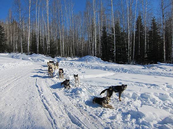 130311 Dog Sledding @ Paws For Adventure (41)