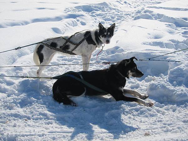 130311 Dog Sledding @ Paws For Adventure (43)