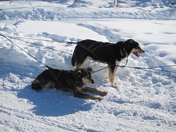 130311 Dog Sledding @ Paws For Adventure (44)