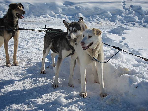 130311 Dog Sledding @ Paws For Adventure (45)