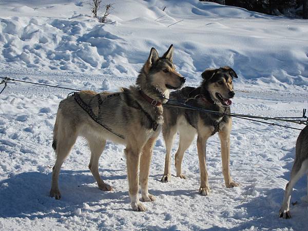 130311 Dog Sledding @ Paws For Adventure (46)