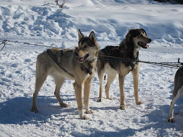 130311 Dog Sledding @ Paws For Adventure (47)