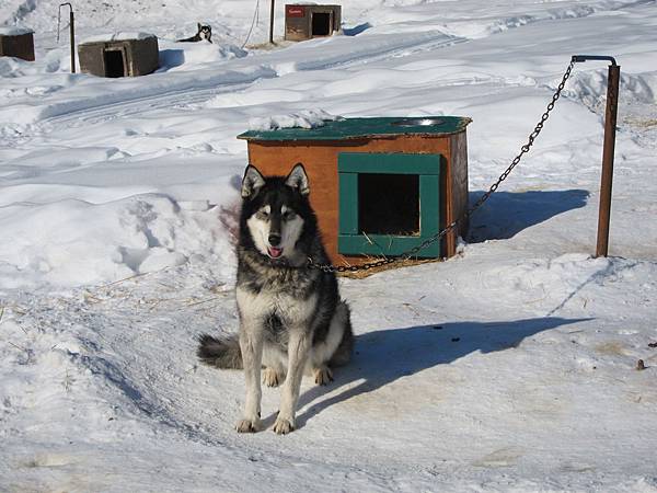 130311 Dog Sledding @ Paws For Adventure (49)