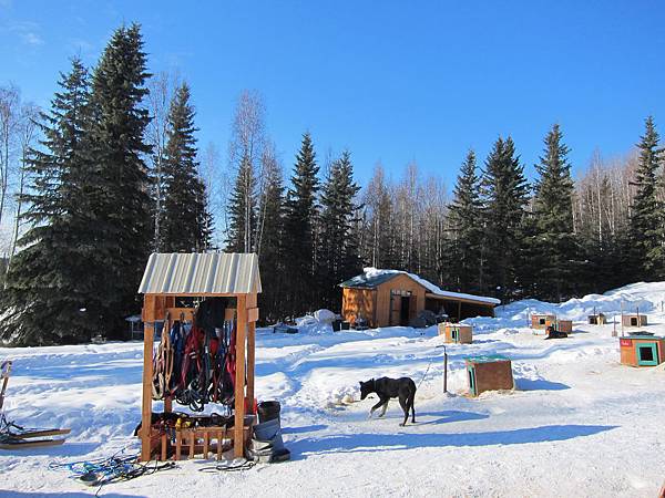 130311 Dog Sledding @ Paws For Adventure (51)