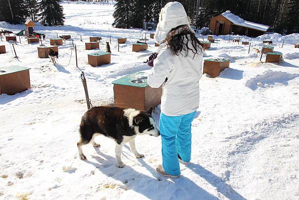 130311 Dog Sledding @ Paws For Adventure by Ben