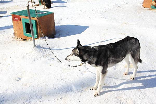 130311 Dog Sledding @ Paws For Adventure by Ben