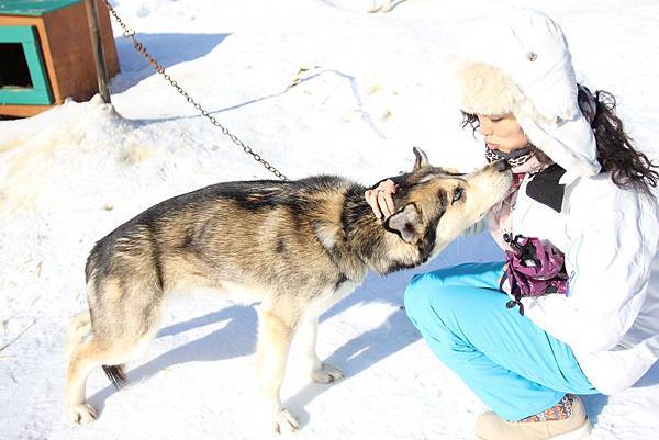 130311 Dog Sledding @ Paws For Adventure by Ben