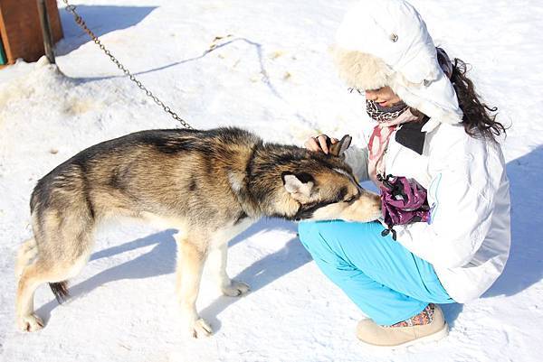 130311 Dog Sledding @ Paws For Adventure by Ben