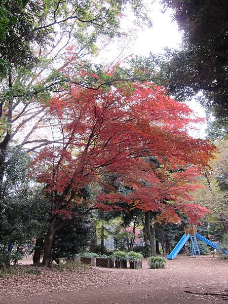 131125-3 井之頭恩賜公園 (1)