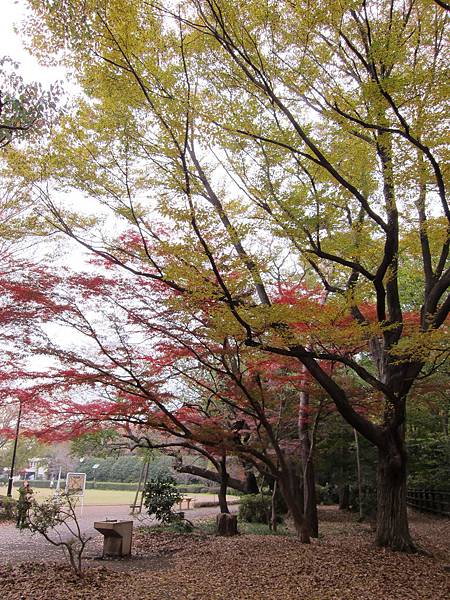 131125-3 井之頭恩賜公園 (8)