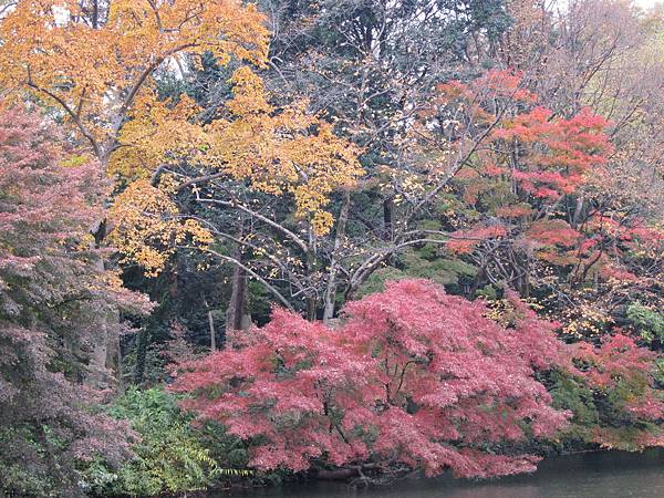 131125-3 井之頭恩賜公園 (20) 131125-3 井之頭恩賜公園 (20)